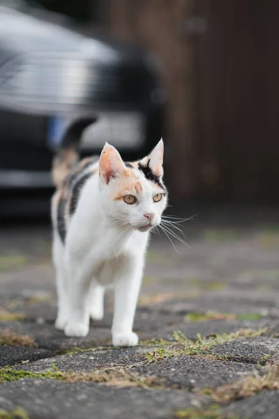 Een Kat Met Bruine Ogen Die Straat Loopt — Stockfoto