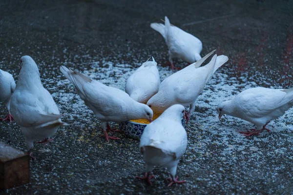 白鸽从喂食器吃玉米 — 图库照片