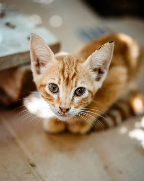 Sebuah Gambar Closeup Dari Kucing Tabby Duduk Lantai Kayu Bawah — Stok Foto