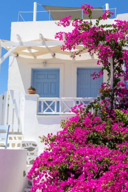 Oia, Santorini, Yunanistan 'da canlı pembe çiçekli beyaz bir konut evinin dikey çekimi