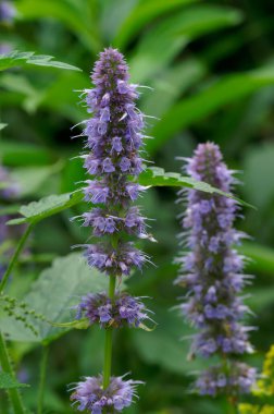 Bulanık arka planda çiçek açan Agastache foeniculum çiçeği.