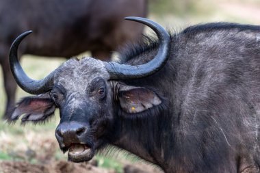 Marataba, Güney Afrika 'da bir tarlada bir Afrika bufalosunun yakın çekimi.