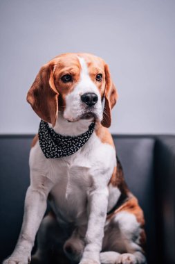 Bir av köpeğinin güzel yakın plan portresi.