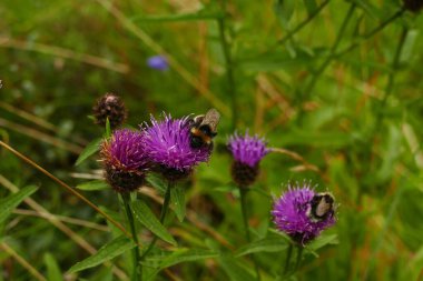 Devedikeni çiçeklerinden nektar yudumlayan arıların yakın çekimi