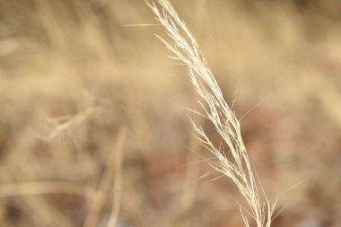 Güneşli bir günde tarlada çavdarın yakın çekimi.