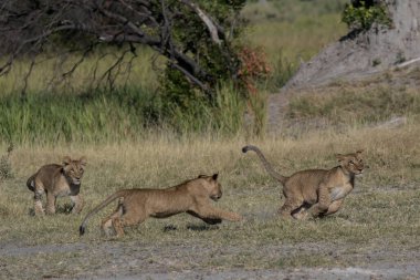 Kudretli Aslan avlanmaya hazır dişi aslanları izliyor.