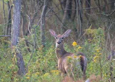 Tarlada duran bir geyik.