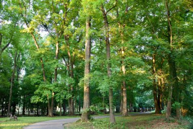 Parkta yeşil ağaçlarla çevrili bir patika. Yeşil bir cadde.
