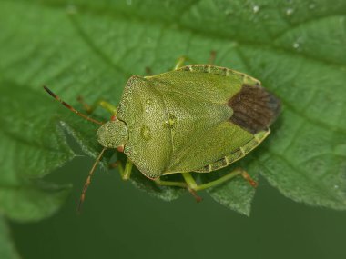 Bitki örtüsünde oturan Palomena Prasina adında yetişkin bir Yeşil Shieldbug hakkında detaylı bilgi.