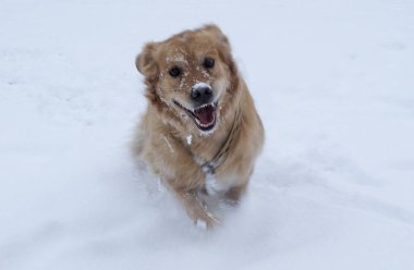 Kış boyunca karla kaplı bir arazide yakından çekilmiş bir köpek fotoğrafı.