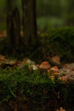 Ormanda büyüyen mantarlara yakın çekim