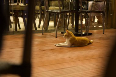 Bir kafenin zemininde oturan Habeş kedisi.