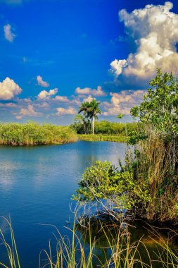 Everglades Ulusal Parkı 'nın güzel bir görüntüsü.