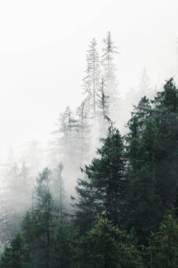 Sisli bir günde, arka plan ve duvar kağıtları için mükemmel bir ormanda çam ağaçlarının dikey görüntüsü.