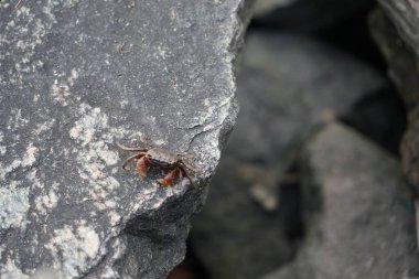 Gri bir kayanın üzerindeki yengecin yakın çekimi