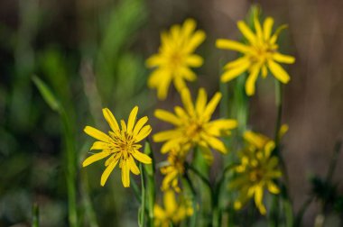 Leopar bitkisinin seçici odak noktası.