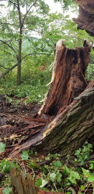 Ormandaki ıslak ve kırık bir ağacın dikey görüntüsü.