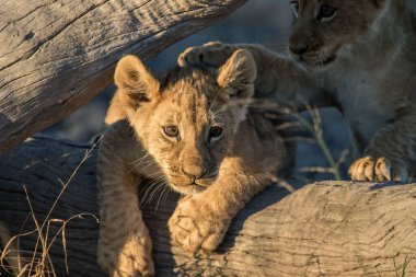 Kudretli Aslan avlanmaya hazır dişi aslanları izliyor.