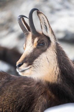 Tatra Chamois (Rupicapra rupicapra tatrica)