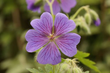 Sardunya çiçeğinin yakın çekimi.