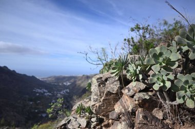 Parlak güneş ışığı altında sulu bitkilerle dolu dağlık bir bölge.