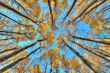 Mavi gökyüzüne karşı alçak açılı uzun ağaçlar.