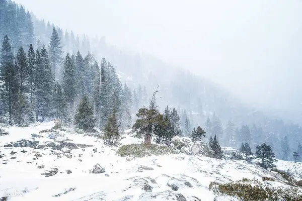 Los Árboles Bosque Nevado Día Nublado —  Fotos de Stock