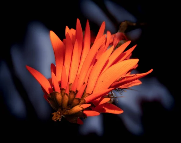 Een Closeup Van Rode Bloem Erythrina Boom Wazige Achtergrond — Stockfoto