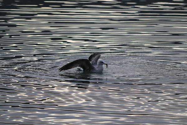 Primer Plano Pequeño Pájaro Petrel Salpicando Agua — Foto de Stock