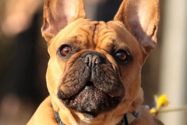 Nahaufnahme Einer Entzückenden Braunen Französischen Bulldogge — Stockfoto
