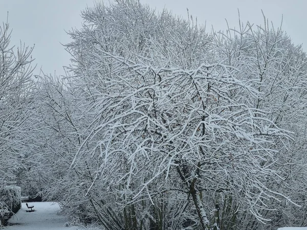 公園内の白雪の木 — ストック写真