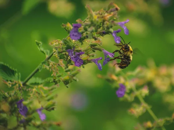 Макро Пчелы Голубом Цветке — стоковое фото