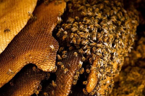 蜂窝上蜜蜂的特写 — 图库照片