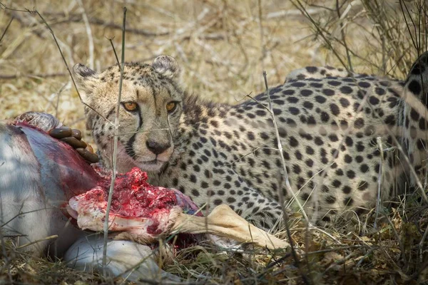 Cheetah Dataran Taman Nasional Serengeti — Stok Foto