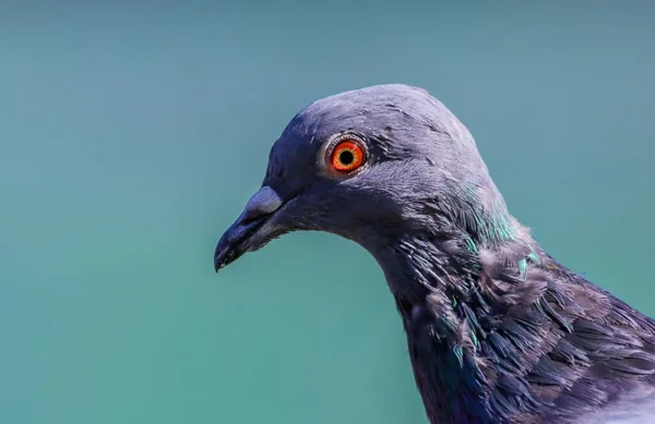 かわいい鳩の浅いフォーカスショット — ストック写真