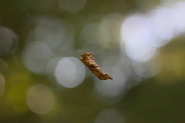 Zbliżenie Ujęcia Upadłego Brązowego Liścia Powietrzu Zamazanym Tłem — Zdjęcie stockowe
