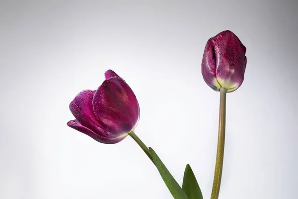 Gros Plan Deux Tulipes Violettes Sur Tige Avec Des Feuilles — Photo