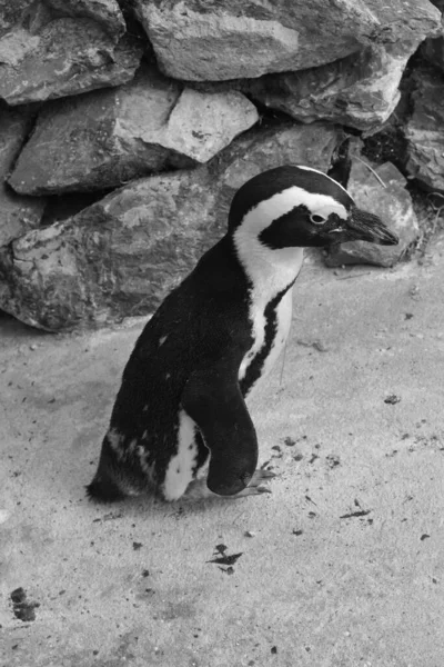 Primer Plano Vertical Pingüino Africano Con Plumaje Blanco Negro Parado —  Fotos de Stock