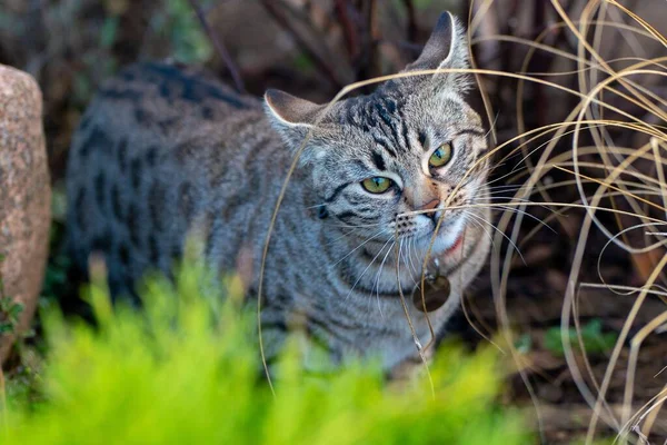Прекрасний Вид Зеленоокого Таббі Кішка — стокове фото
