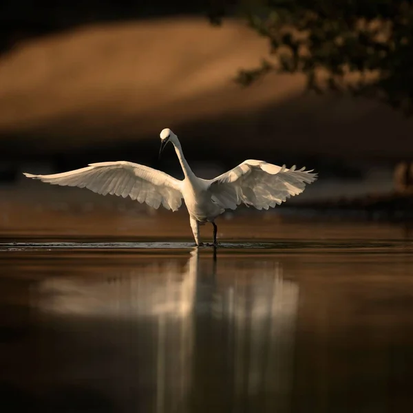 日出时分 一只白鹭在池塘边追赶着鱼 — 图库照片