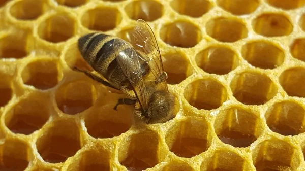 Strzał Zbliżeniowy Pszczoły Komórkach Plastra Miodu — Zdjęcie stockowe