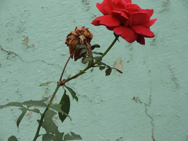 Una Rosa Rossa Una Rosa Secca Vecchio Fondo Murario — Foto Stock