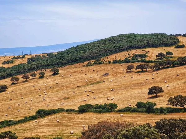 Beautiful Rural Landscape Wheat Fields Scattered Hay Bales Olive Trees — Stock Photo, Image