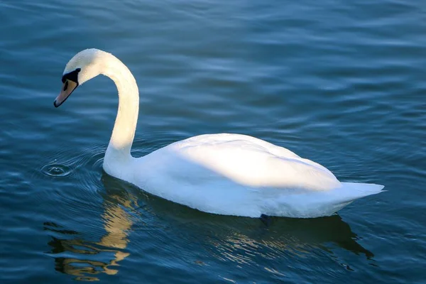 Een Prachtige Witte Zwaan Die Alleen Zwemt Donau — Stockfoto