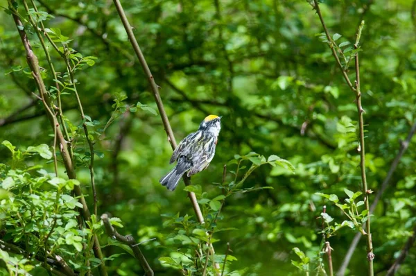 一只金冠麻雀的特写镜头 栖息在绿树成荫的树枝上 — 图库照片
