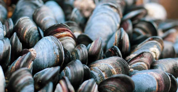 Texture Mussels Shells Selective Focus — Stock Photo, Image
