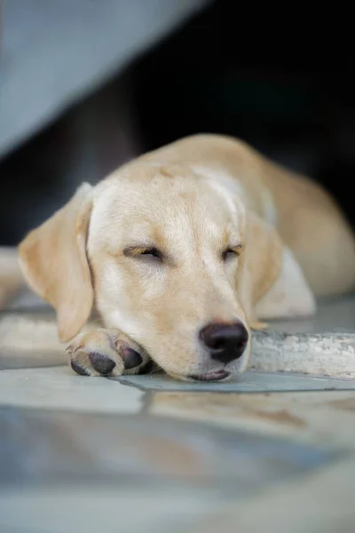 一只可爱的拉布拉多小狗躺在地上睡觉的近照 — 图库照片