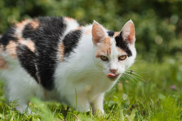 Eine Nahaufnahme Einer Calico Katze Gras — Stockfoto