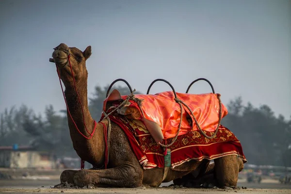 A camel in the desert with red clothings
