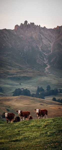 Egy Függőleges Lövés Egy Tehéncsordáról Dél Tiroli Hegyekkel Körülvett Mezőn — Stock Fotó